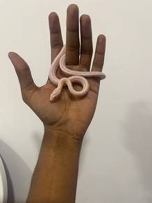 snow tessera Cornsnake