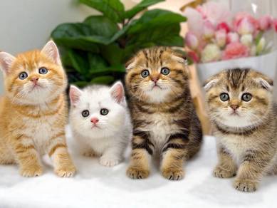 Munchkin cat 