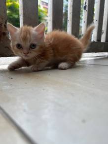 Muchkin Cat