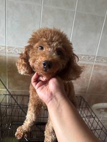 Poodle Male – Brown