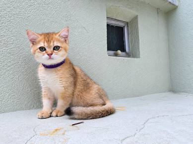 Golden BSH Male