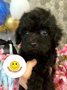 Q19E22 Toy Poodle black haired female