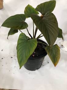 Keladi kemayong dark brown