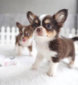 CHIHUAHUA PUPPIES VIP135🌷Head Apple Cute Dog