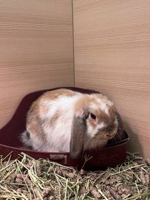 Female Holland Lop Rabbit for sale