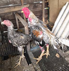 Sepasang Ayam Kurik