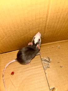 Dumbo rat
