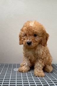 Toy poodle 