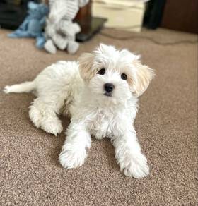 A9029 Kissy-faced Maltichon Maltese mix Bichon mix