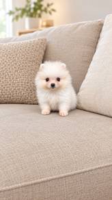 Pomeranian Short Leg Male puppy