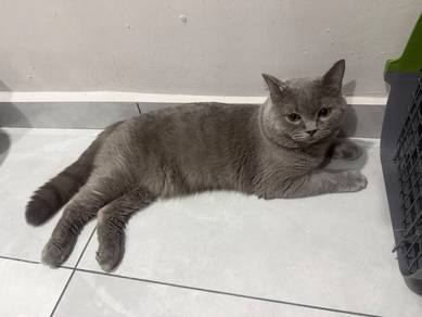 bsh 