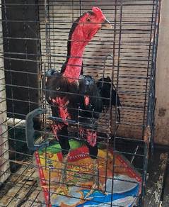 ayam ganoi mix super Green 