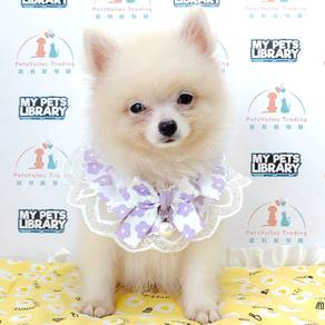 Pomeranian