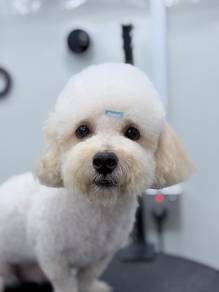 poodle male smallbreed