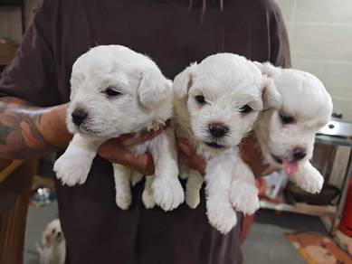 Bichon