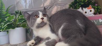 Kucing Comel Jantan