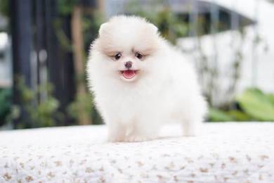 Tiny Pomerinian puppies 