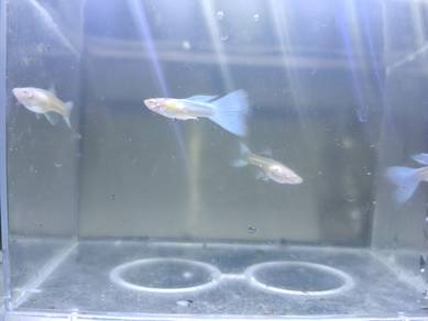 Sky Blue Guppy 