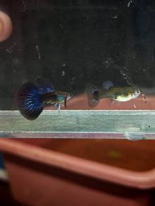 ikan guppy 