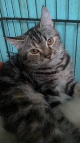 anak kucing Tabby bsh mix Persian
