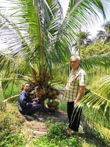 Benih kelapa myd rendah/sgg tulen
