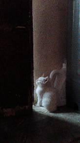 White Kitten