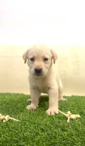 Labrador female mka and microchip