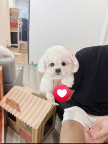 Mini Bichon-Boy