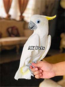 Burung Bird greater sulfur cockatoo freefly