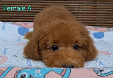 Maltipoo 