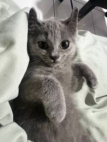 British short hair x american curl