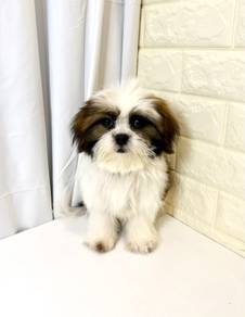 J0326 Shih Tzu Big Eyes Cute Puppy