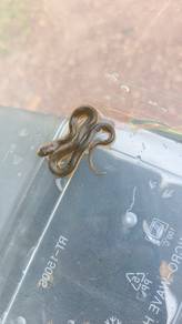 Rice Paddy Snake