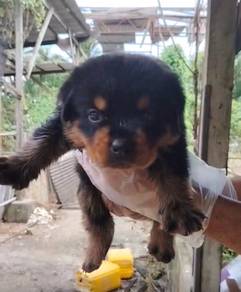Rottweiler female male puppy only