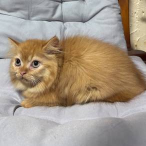 Munchkin Longhair