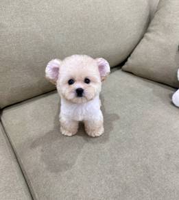 MINI POODLE PUPPIES S132 🌻 Bear Face