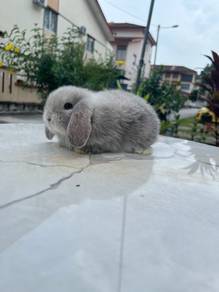 Holland lop