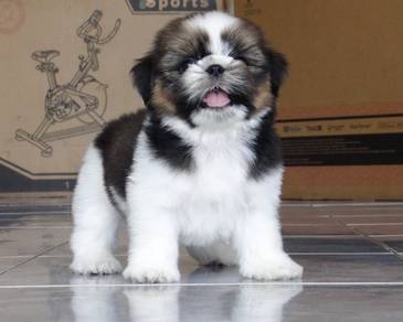 SHIH TZU PUPPIES A341 🌻 Small Dog Available