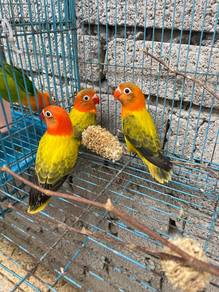 love bird
