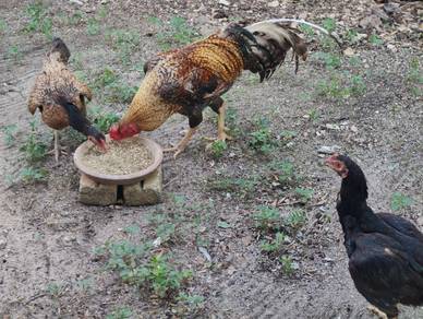 Ayam sabung 