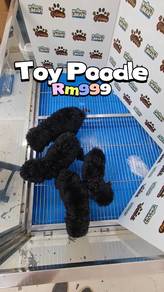 Toy Poodle KL Pet Shop can visit first Puchong