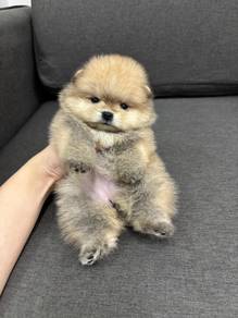 hhhh_Z78878 MKA Tiny Pomeranian cute puppies