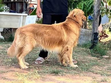 golden retriever puppies 