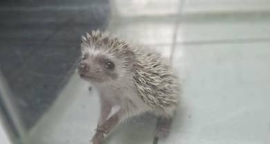 baby mini landak