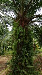 Agricultural Land in Sungai Besar, SGR