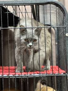 ibu kucing