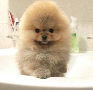SS_P9000 #MKA Tiny Pomeranian family puppy