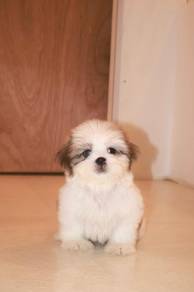 E13 Cute Shih Tzu Puppy