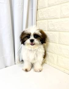 J0325 Shih Tzu Cute Baby Face Puppy