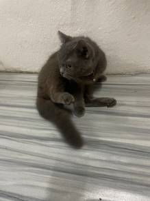bsh